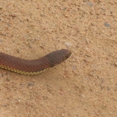 Austrelaps ramsayi (Highlands Copperhead) at QPRC LGA - 18 Feb 2024 by MatthewFrawley