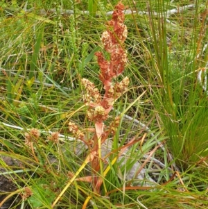 Dracophyllum milliganii at Southwest National Park - 16 Feb 2024