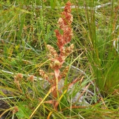 Dracophyllum milliganii at Southwest, TAS - 16 Feb 2024 by Detritivore