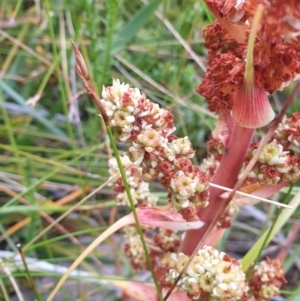 Dracophyllum milliganii at Southwest National Park - 16 Feb 2024