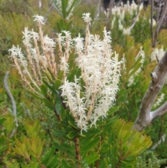 Agastachys odorata (White Waratah, Fragrant Candlebush) at Southwest, TAS - 16 Feb 2024 by Detritivore