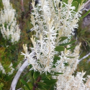 Agastachys odorata at Southwest National Park - 16 Feb 2024 11:00 AM