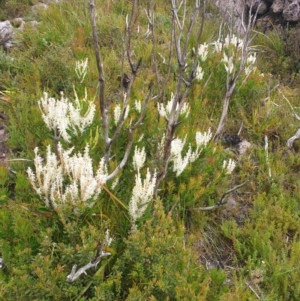 Agastachys odorata at Southwest National Park - 16 Feb 2024 11:00 AM