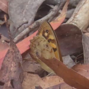 Heteronympha paradelpha at QPRC LGA - 18 Feb 2024