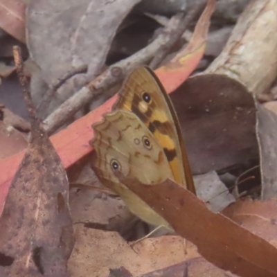 Heteronympha paradelpha (Spotted Brown) at QPRC LGA - 18 Feb 2024 by MatthewFrawley