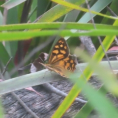 Heteronympha paradelpha at QPRC LGA - 18 Feb 2024