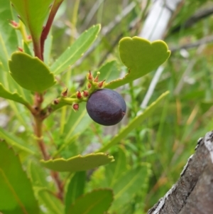 Cenarrhenes nitida at Southwest National Park - 16 Feb 2024 10:46 AM