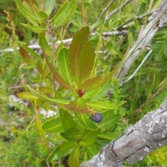 Cenarrhenes nitida at Southwest National Park - 16 Feb 2024 10:46 AM