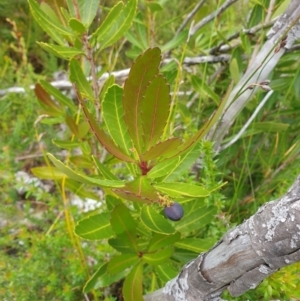 Cenarrhenes nitida at Southwest National Park - 16 Feb 2024 10:46 AM