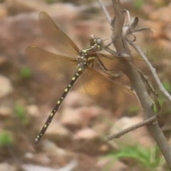 Synthemis eustalacta (Swamp Tigertail) at QPRC LGA - 18 Feb 2024 by MatthewFrawley