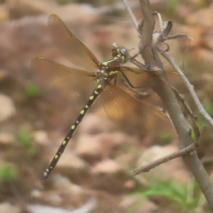 Synthemis eustalacta at QPRC LGA - 18 Feb 2024