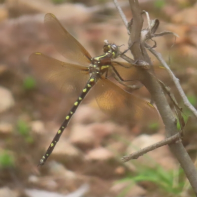 Synthemis eustalacta (Swamp Tigertail) at Monga, NSW - 18 Feb 2024 by MatthewFrawley