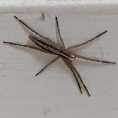 Thasyraea lepida (Prowling spider) at Lions Youth Haven - Westwood Farm - 18 Feb 2024 by HelenCross