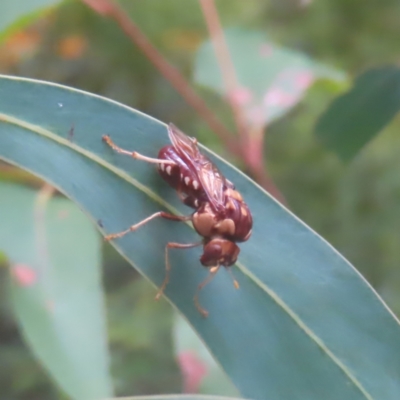 Pergagrapta polita (Sawfly) at Monga National Park - 18 Feb 2024 by MatthewFrawley