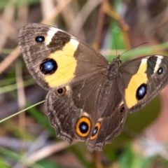 Unidentified Nymph (Nymphalidae) at Hallora, VIC - 5 Jan 2019 by Petesteamer