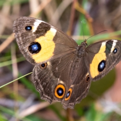 Unidentified Nymph (Nymphalidae) at Hallora, VIC - 5 Jan 2019 by Petesteamer
