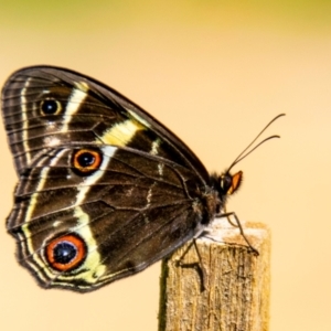 Tisiphone abeona at Hallora, VIC - 6 Jan 2019 10:27 AM