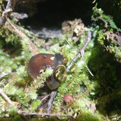 Helicarion cuvieri (A Semi-slug) at Maydena, TAS - 16 Feb 2024 by Detritivore