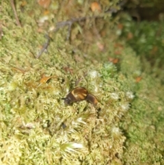 Helicarion cuvieri at Maydena, TAS - 16 Feb 2024 09:18 PM