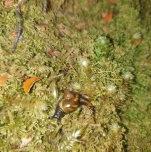 Helicarion cuvieri at Maydena, TAS - 16 Feb 2024 09:18 PM