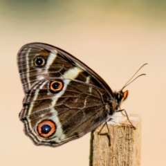 Tisiphone abeona (Varied Sword-grass Brown) at Dandenong Ranges National Park - 19 Oct 2023 by Petesteamer