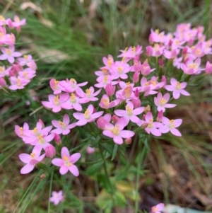 Centaurium sp. at Tidbinbilla Nature Reserve - 5 Feb 2024