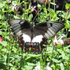Papilio aegeus (Orchard Swallowtail, Large Citrus Butterfly) at Burradoo, NSW - 17 Feb 2024 by GlossyGal