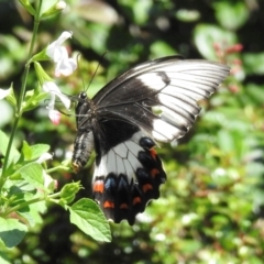 Papilio aegeus at Burradoo - suppressed