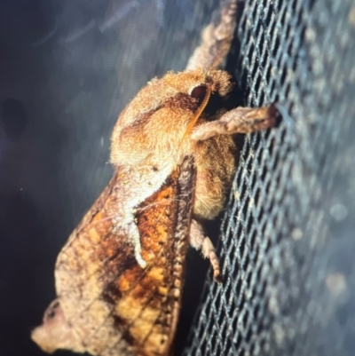 Elhamma australasiae (A Swift or Ghost moth (Hepialidae)) at Murrumbateman, NSW - 18 Feb 2024 by amiessmacro