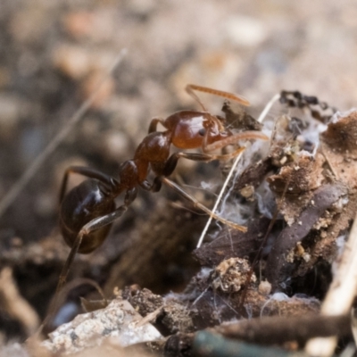 Papyrius sp. (genus) (A Coconut Ant) at Duffy, ACT - 17 Feb 2024 by patrickcox