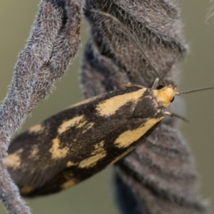 Palimmeces poecilella at Namadgi National Park - 18 Feb 2024