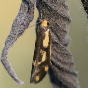 Palimmeces poecilella at Namadgi National Park - 18 Feb 2024