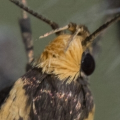 Palimmeces poecilella at Namadgi National Park - 18 Feb 2024