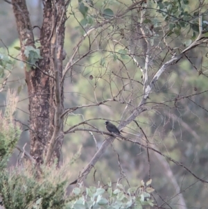 Artamus cyanopterus at Allans Flat, VIC - 18 Feb 2024