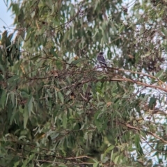 Artamus cyanopterus at Allans Flat, VIC - 18 Feb 2024