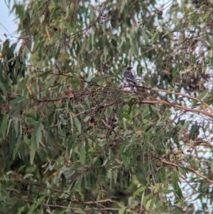 Artamus cyanopterus at Allans Flat, VIC - 18 Feb 2024