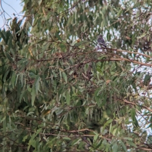 Artamus cyanopterus at Allans Flat, VIC - 18 Feb 2024