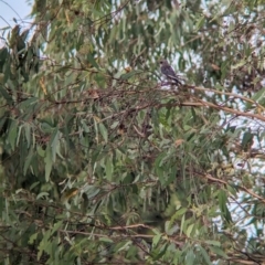 Artamus cyanopterus at Allans Flat, VIC - 18 Feb 2024