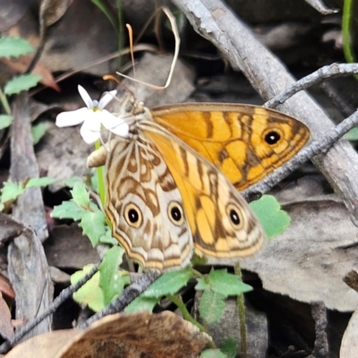 Geitoneura acantha (Ringed Xenica) at QPRC LGA - 18 Feb 2024 by MatthewFrawley