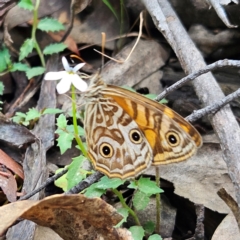 Geitoneura acantha at Monga National Park - 18 Feb 2024 02:13 PM