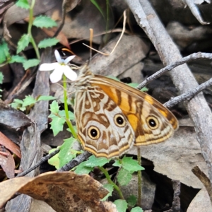 Geitoneura acantha at Monga National Park - 18 Feb 2024