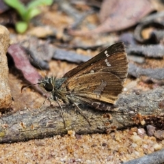 Dispar compacta (Barred Skipper) at Monga, NSW - 18 Feb 2024 by MatthewFrawley