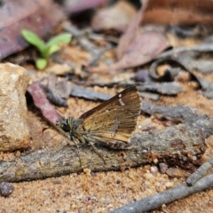 Dispar compacta at Monga National Park - 18 Feb 2024 02:27 PM