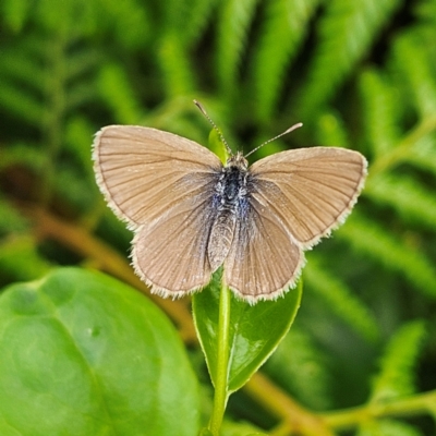 Zizina otis (Common Grass-Blue) at QPRC LGA - 18 Feb 2024 by MatthewFrawley