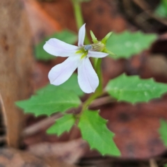 Lobelia purpurascens (White Root) at QPRC LGA - 18 Feb 2024 by MatthewFrawley