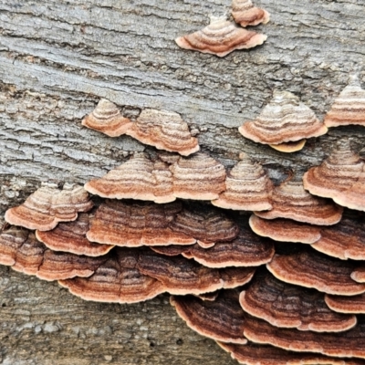 Stereum hirsutum (Hairy Curtain Crust) at Monga, NSW - 18 Feb 2024 by MatthewFrawley