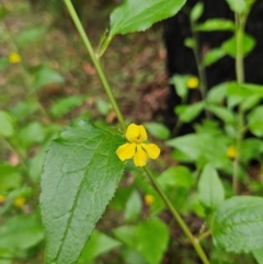 Goodenia ovata (Hop Goodenia) at Monga National Park - 18 Feb 2024 by MatthewFrawley