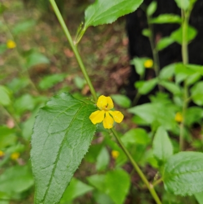 Goodenia ovata (Hop Goodenia) at Monga National Park - 18 Feb 2024 by MatthewFrawley