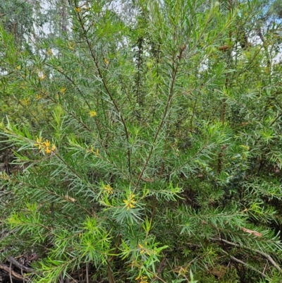 Persoonia linearis (Narrow-leaved Geebung) at Monga, NSW - 18 Feb 2024 by MatthewFrawley