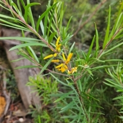 Persoonia linearis at QPRC LGA - 18 Feb 2024 02:31 PM